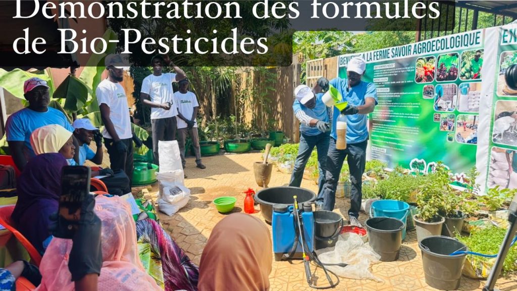 Le Réseau des Jeunes Nigériens pour le Changement Climatique (RJNCC Niger), à travers le projet GUARD PLUS, a organisé le jeudi 23 octobre 2025 une visite commentée à la ferme Savoir Agroécologie, avec le soutien de Sida via la Pan African Climate Justice Alliance (PACJA).
Cette initiative a permis à des jeunes et femmes rurales de s’immerger dans les techniques agroécologiques durables, de renforcer leurs connaissances et de partager leurs expériences pour un avenir agricole plus vert, plus équitable et plus résilient.
